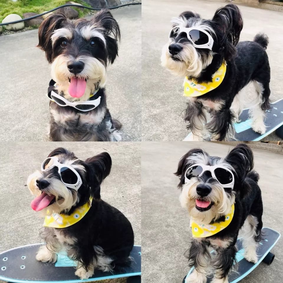 Gafas Lentes De Sol Uv Para Perro Mascotas