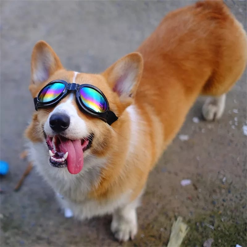 Gafas Lentes De Sol Uv Para Perro Mascotas